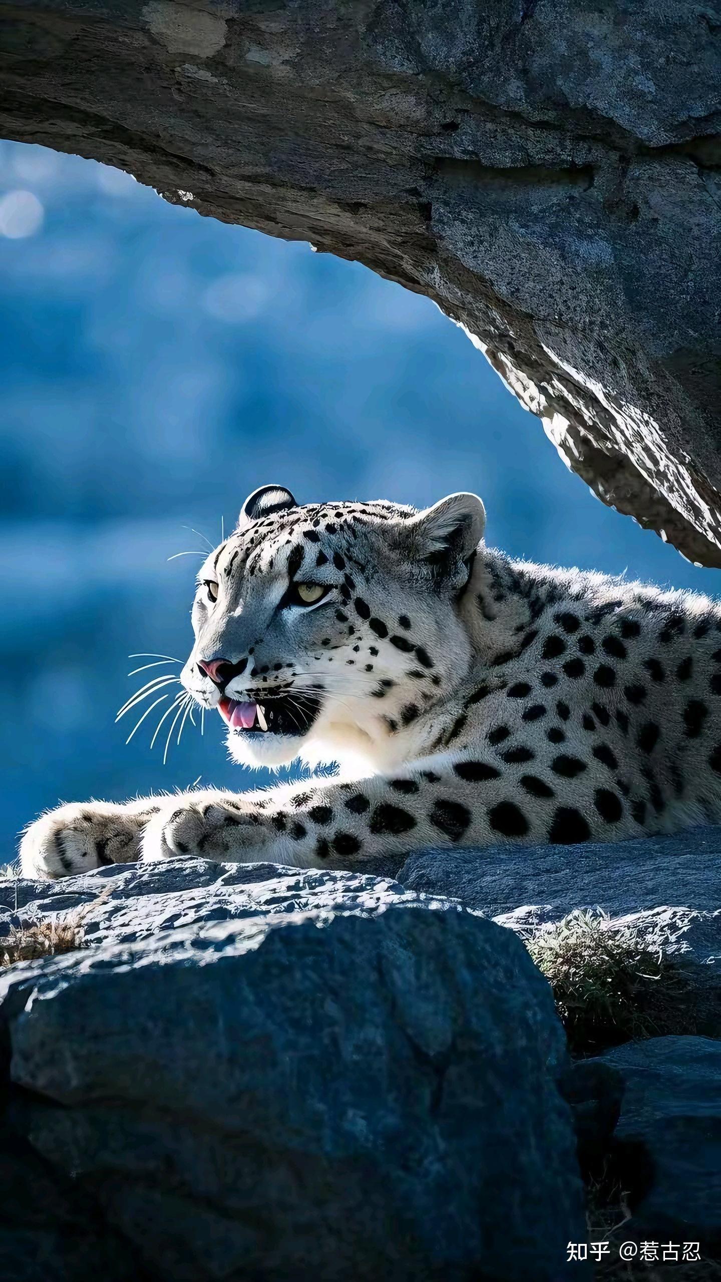 河南嵩山龙门大胜新疆天山雪豹的简单介绍
