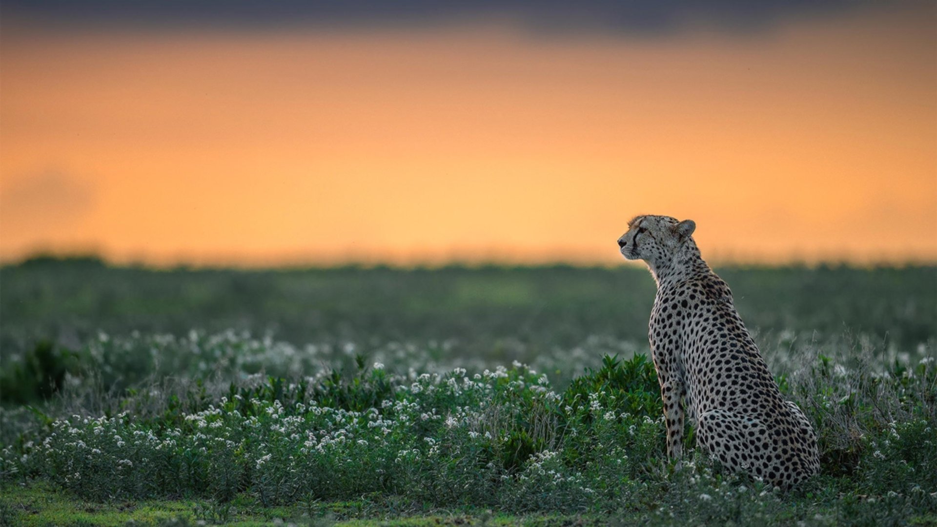 波兰战术压制佛罗伦萨，拉亚成为关键先生