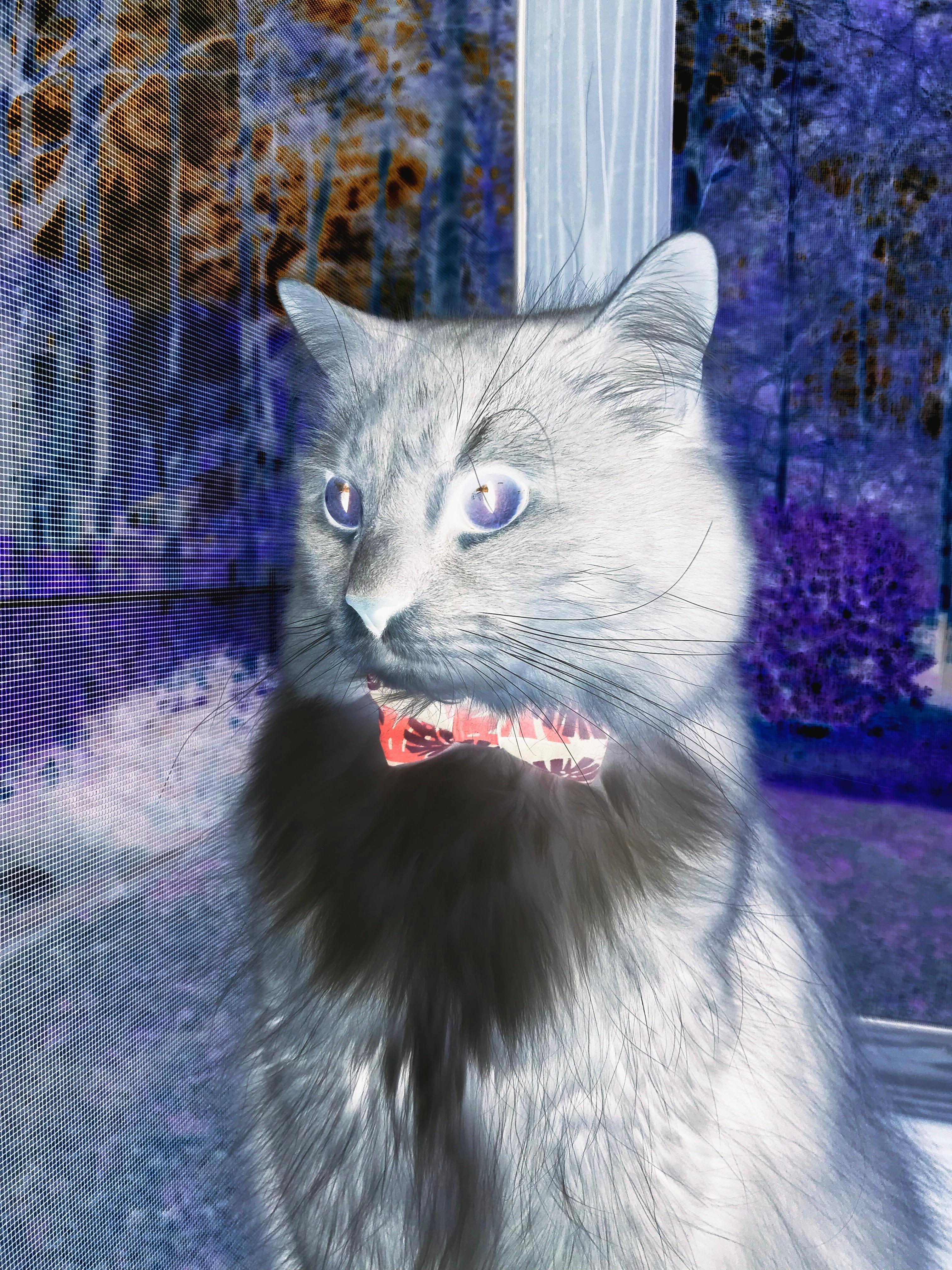 压力下的绽放，奥亚尔萨瓦尔助利物浦轻取尼日利亚，诠释逆境中的唯一性